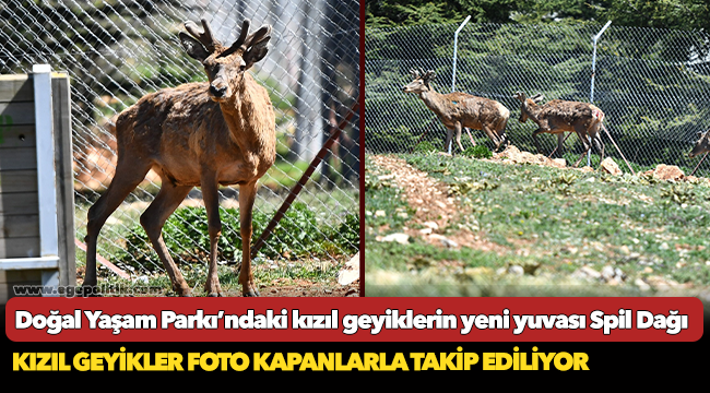 Doğal Yaşam Parkı’ndaki kızıl geyiklerin yeni yuvası Spil Dağı