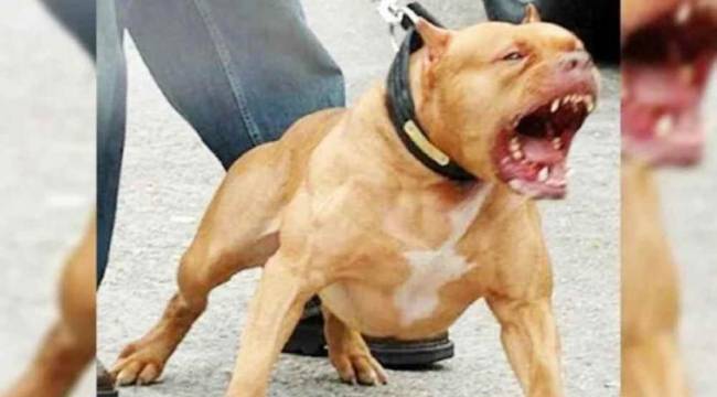 Savcılıktan pitbull cinsi köpekle ilgili karar: Silah sayıldı