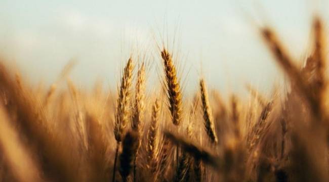 Tarım ve Orman Bakanlığı'ndan 'Hindistan'dan buğday ithal edildiği' iddialarına açıklama