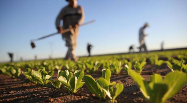 Tarımda üretici enflasyonu rekor tazeledi