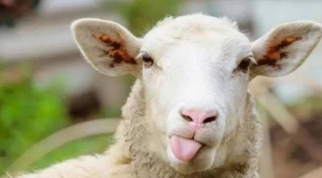 Kurbanlık fiyatlarına yüzde 30 zam geldi