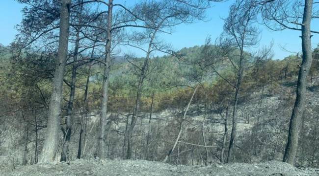 Marmaris'te son durum: 1439 futbol sahası büyüklüğünde alan yangından etkilendi