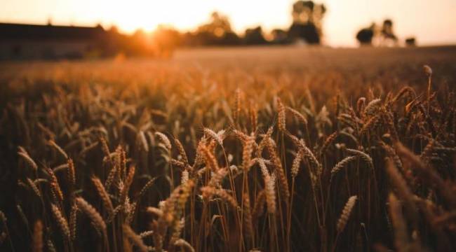 Tarım ve Orman Bakanlığı’ndan ‘un’ açıklaması