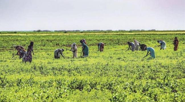 Türkiye 'tarım' için 10 ülkede daha arazi kiralayacak