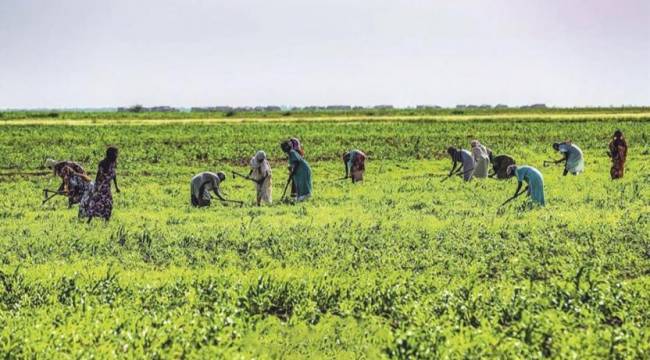 Tarım ve Orman Bakanlığı'ndan yurt dışında arazi kiralanmasına ilişkin açıklama