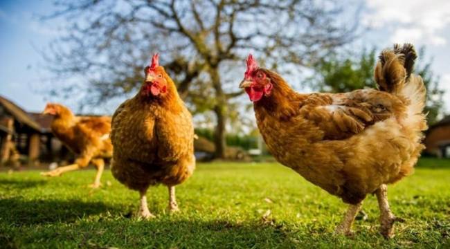 Tavuk eti üretimi mayısta yüzde 11,6 arttı