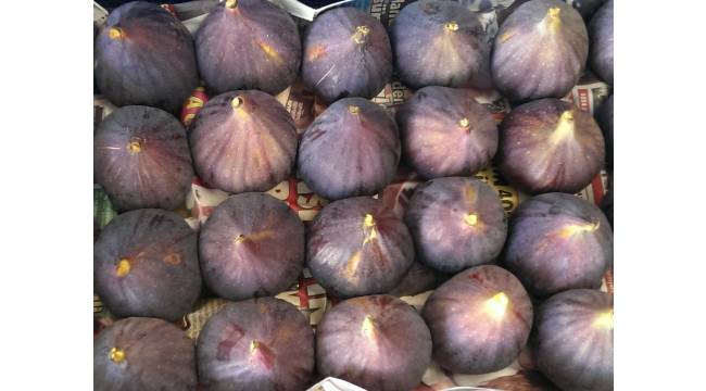 Taze incir ihracatında hedef 100 milyon dolar