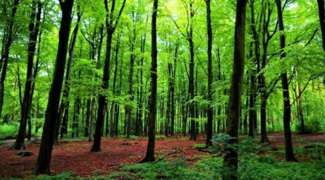 Tekirdağ’da ormanlara girişler yasaklandı