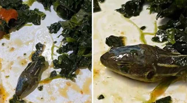 Yemekte 'yılan kafası' çıkmıştı: Açıklama geldi
