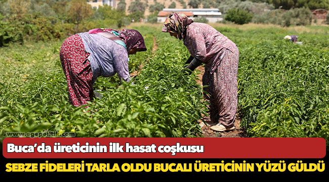 Sebze fideleri tarla oldu Bucalı üreticinin yüzü güldü