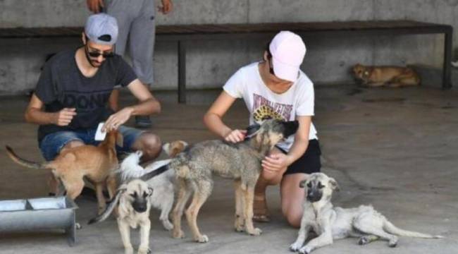 Sokak köpeklerini işaretleyen 'Havrita' uygulamasına tepki: Barolar dava açacak