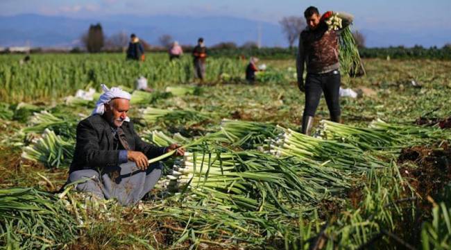 Tarım arazileri bankalara rehin: 'Şirket mantığı çiftçiyi bitirdi'