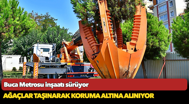 Ağaçlar taşınarak koruma altına alınıyor