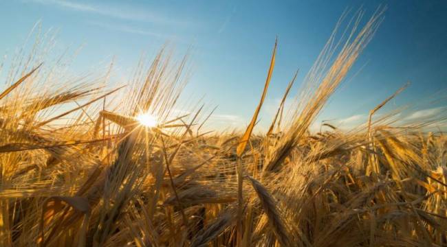 Tarımda alarm: Türkiye'deki çiftçi sayısı giderek azalıyor, 11 yılda yarıya indi