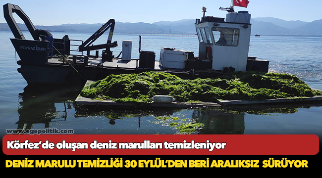 Körfez’de oluşan deniz marulları temizleniyor