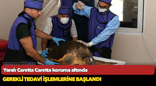Yaralı Caretta Caretta koruma altında