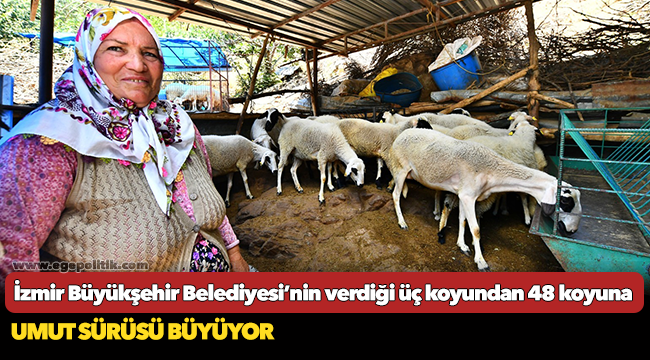 İzmir Büyükşehir Belediyesi’nin verdiği üç koyundan 48 koyuna