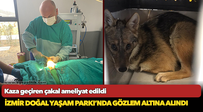 Kaza geçiren çakal ameliyat edildi