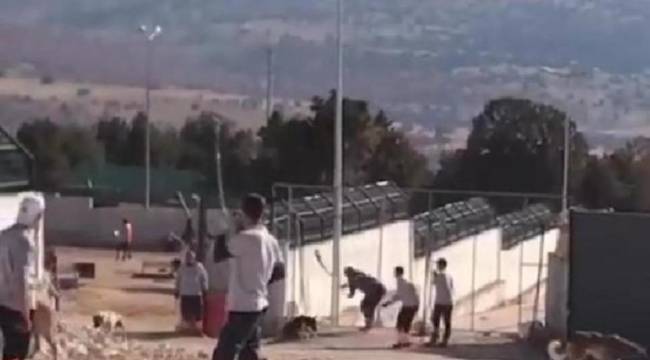 Konya'da köpekleri işkenceyle öldüren zanlıların ifadeleri ortaya çıktı