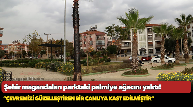 Şehir magandaları parktaki palmiye ağacını yaktı!