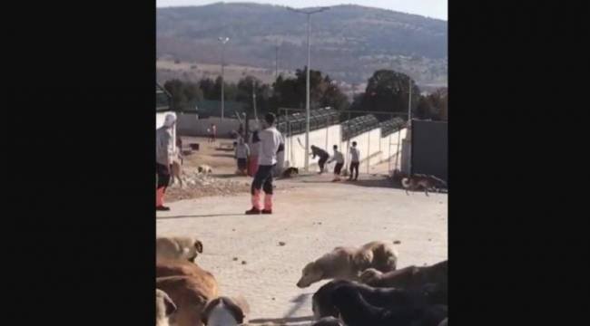 Tarım ve Orman Bakanlığı’ndan hayvan katliamı açıklaması
