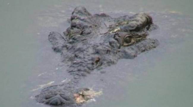 Timsah yakaladığı çocuğu annesinin gözü önünde yuttu