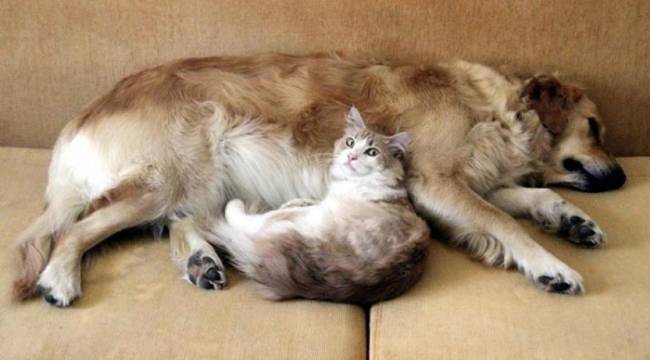 Bakanlıktan son tarih öncesi yeni mikroçip adımı