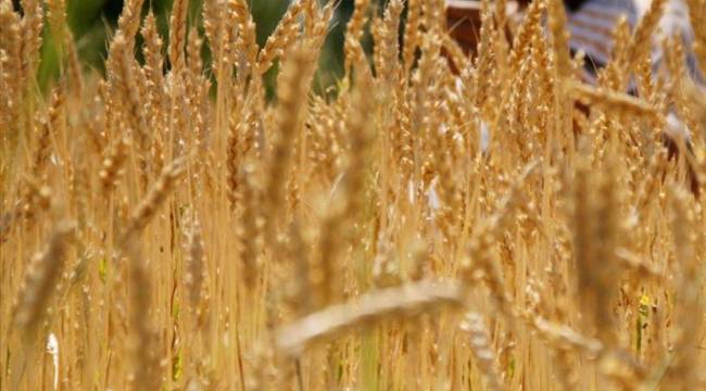 Çiftçi buğday ve arpaya yöneliyor