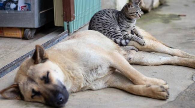 Evcil hayvanları olanlar için son 4 gün: 'Kuyruklar oluştu'