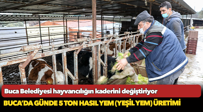 Buca Belediyesi hayvancılığın kaderini değiştiriyor