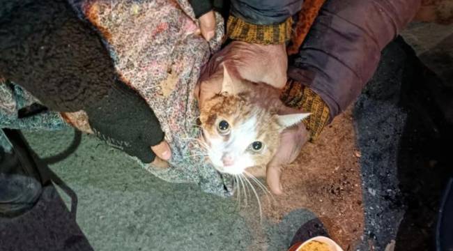 Depremzede 'ev hayvanları' için genelge: Sahibine 72 saat süre