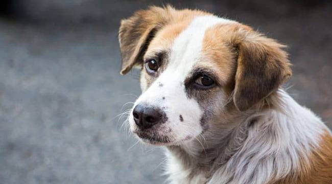 Hayvanını Sokağa Bırakan Hapis Cezası Alabilir