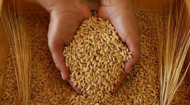 İthalata kapı kapandı: Buğday, arpa ve mısırda vergi yeniden yüzde 130&#039;a çıktı