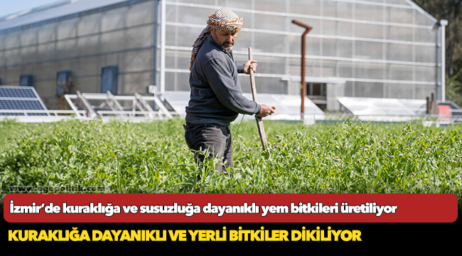 İzmir’de kuraklığa ve susuzluğa dayanıklı yem bitkileri üretiliyor