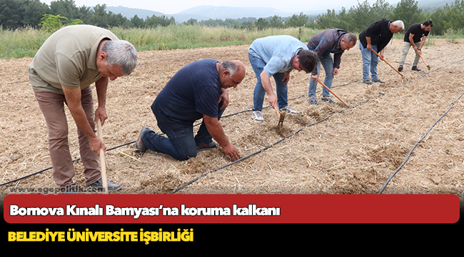 Bornova Kınalı Bamyası’na koruma kalkanı
