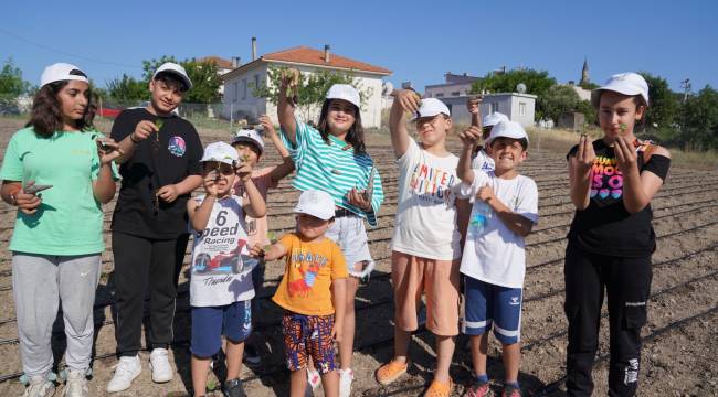 Seferihisar tarımının yeni yıldızı: Ekinezya