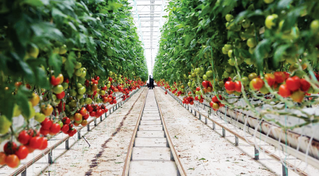 Tarımda "Jeotermal Devrimi" geliyor...