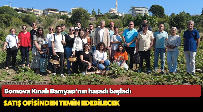 Bornova Kınalı Bamyası’nın hasadı başladı