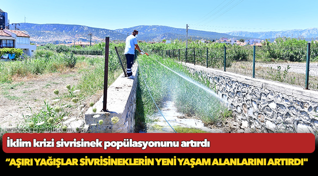 İklim krizi sivrisinek popülasyonunu artırdı