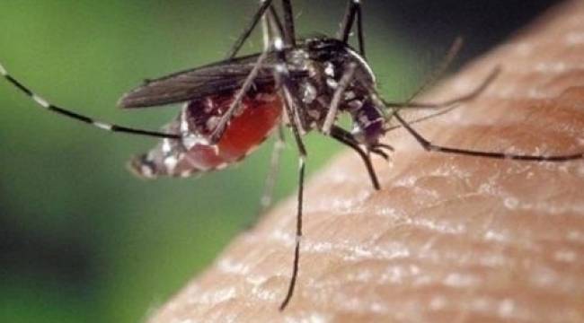'İstilacı sivrisinek' uyarısı: Enfeksiyon hastalıkları artabilir