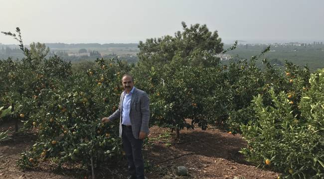 2023/24 sezonunda narenciye rekoltesinde rekor artış