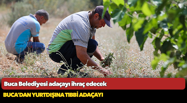 Buca Belediyesi adaçayı ihraç edecek