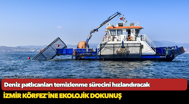Deniz patlıcanları temizlenme sürecini hızlandıracak