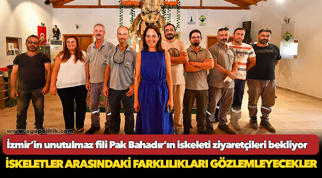 İzmir’in unutulmaz fili Pak Bahadır'ın iskeleti ziyaretçileri bekliyor