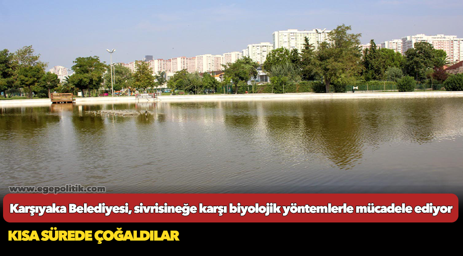 Karşıyaka Belediyesi, sivrisineğe karşı biyolojik yöntemlerle mücadele ediyor