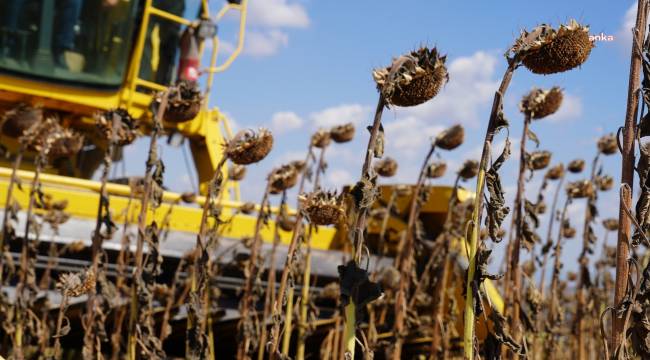 Ayçiçeği Üretimi Yüzde 13,8 Azalacak