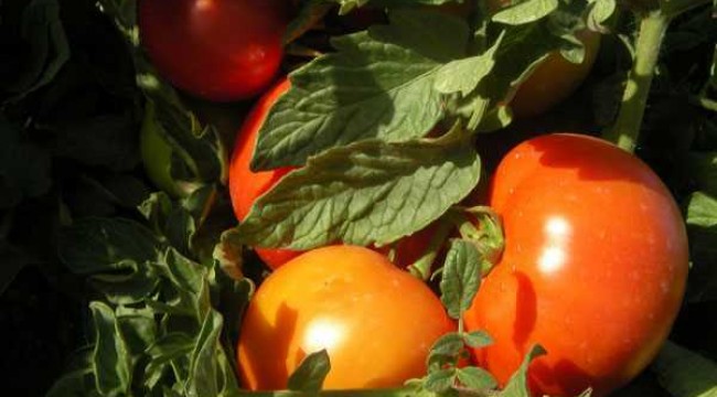 Ayaş domatesi Avrupa Birliği tescili aldı. Türkiye’nin ab coğrafi işaretli ürün sayısı 15’e yükseldi