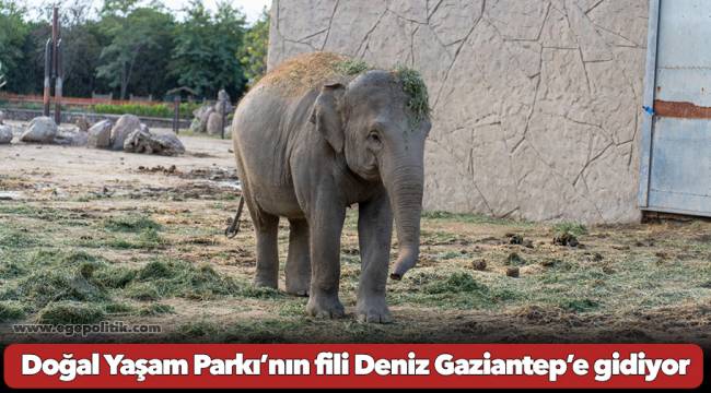 Doğal Yaşam Parkı’nın fili Deniz Gaziantep’e gidiyor