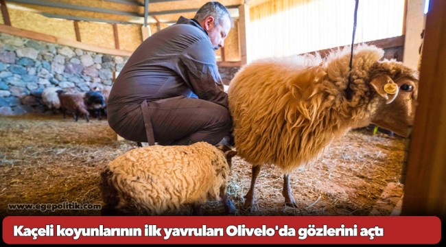 Kaçeli koyunlarının ilk yavruları Olivelo'da gözlerini açtı