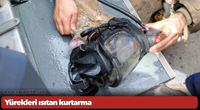 Yürekleri ısıtan kurtarma
